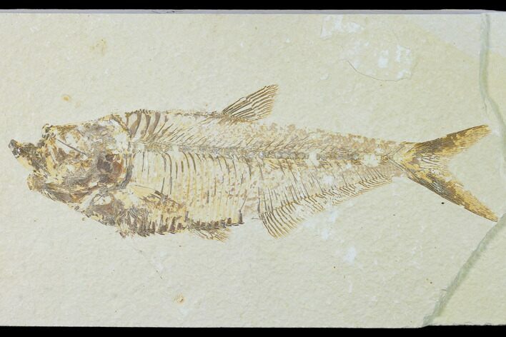 Bargain, Fossil Fish (Diplomystus) - Green River Formation #138618